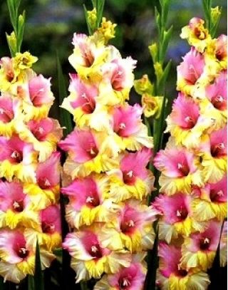 Gladiolus My Love - 10 цибулин - Gladiolus Mon Amour – Garden Seeds ...