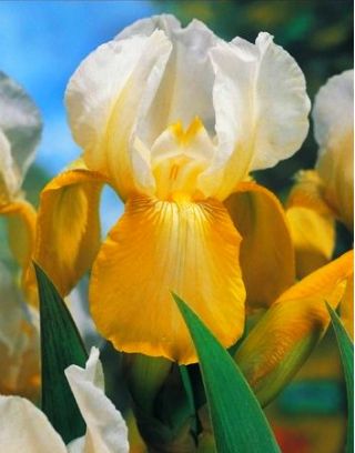 Mėlynžiedis vilkdalgis - White and Yellow - Iris germanica