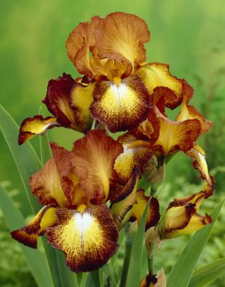 Iris Germanica Đồng - củ / củ / rễ