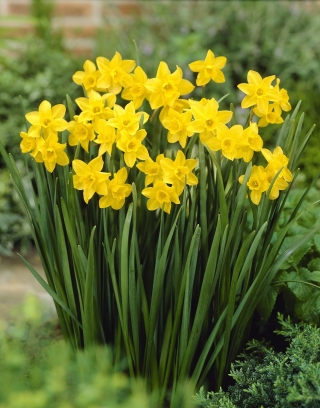Jonquil - rush daffodil - ความหวาน - แพ็คใหญ่! - 100 ชิ้น - 