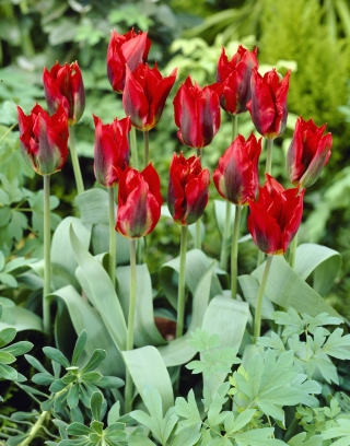 Tulipa Hollywood - pacote de 5 peças