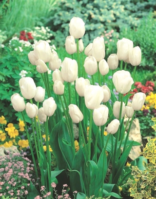 توليبه بوكيه ابيض - توليب بوكيه ابيض - 5 لمبات - Tulipa White Bouquet
