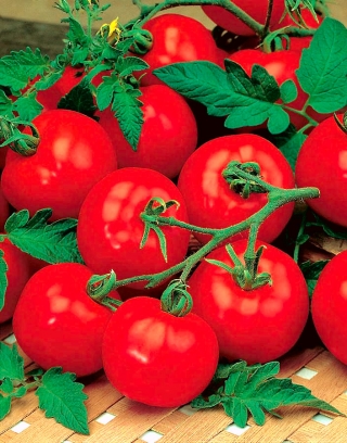 Tomaatti - Etna F1 - Lycopersicon esculentum Mill  - siemenet