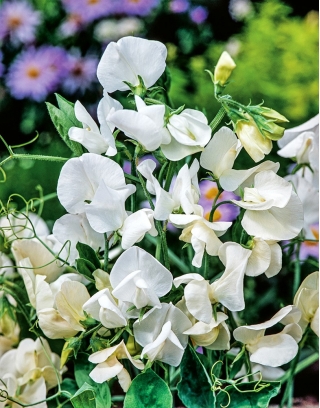 White Sweet Pea seeds - Lathyrus odoratus - 36 seeds