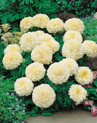 Aufrechte Studentenblume - creme-weiße, niedrig wachsende Sorte - bis 35 cm hoch