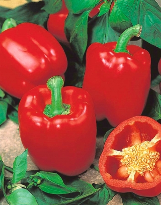 Πιπέρι "Jolanta" - μέση πρώιμη ποικιλία που παράγει μεγάλα, κόκκινα, ζουμερά φρούτα - Capsicum L. - σπόροι