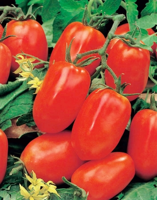 Tomato "Pikador" - field, pear-shaped, very fleshy variety