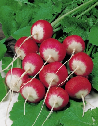 Rábano "Rondo" - raíces redondas, rojas, de punta blanca - 