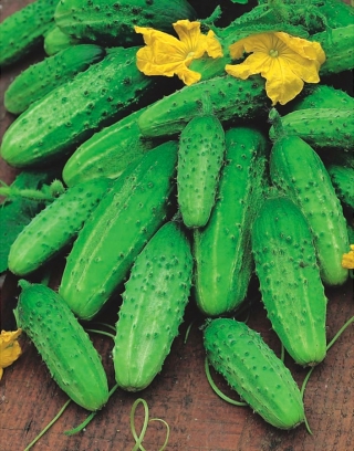 Cucumber "Lokata F1" - a disease resistant variety that does not overgrow - 175 seeds