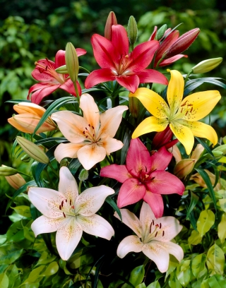 Lily - 5 bulb selection