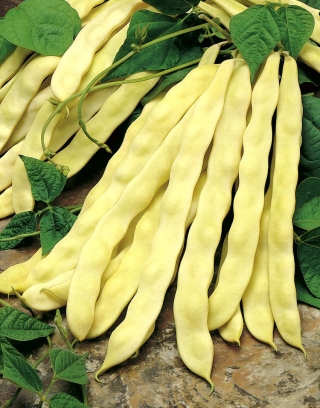 ถั่วฝรั่งเศส 'Goldmarie' - ฝักกว้าง - 100 กรัม -  Phaseolus vulgaris - เมล็ด