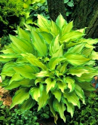 Hosta, planta Lily Albopicta - bulb / tuber / rădăcină