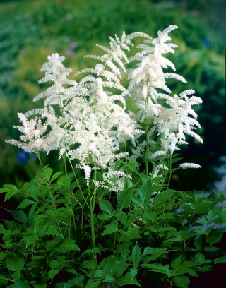 Astilbe "Diamant" - бял; фалшива спирея - 