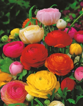 دوغ ایرانی ، انواع گلدان - تومر - بسته بزرگ! - 100 عدد - 