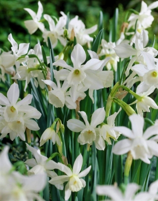 Daffodil, narcissus Thalia - paket besar! - 50 buah - 