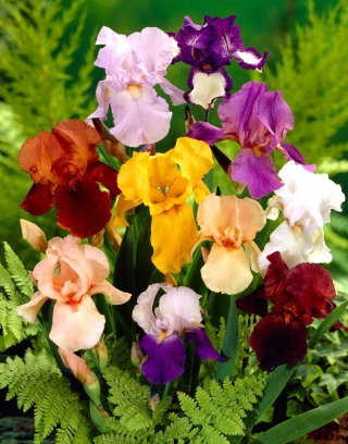 Iris - Melange de varietes
