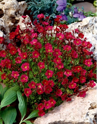 Rød saxifrage - et rødt tæppe i din have! - rockfoil - 