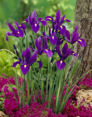 Nederlandsk iris - Purple Sensation - XXXL-pakke! - 500 stk