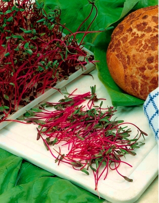 Microgreens - Κόκκινα παντζάρια - νεαρά φύλλα με μοναδική γεύση με φρέσκια γεύση - 