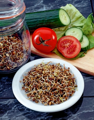 Sprouting seeds - Brown lentil
