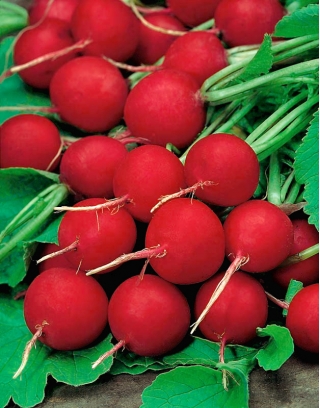 Radish ‘Carmine’ - round, large, delicious roots