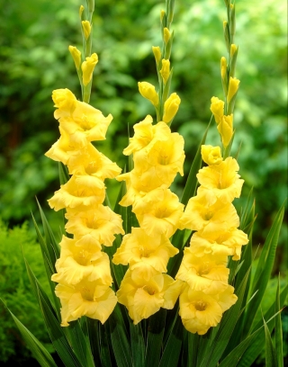 Gladiolus 'Joyeuse Entree' - 5 bulbos