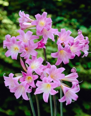 Amaryllis belladonna, lirio de Jersey - ¡paquete grande! - 10 piezas; belladonna-lily, naked-lady-lily, lirio de marzo