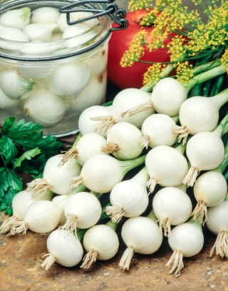 De Barletta onion - white, early, mild and slightly sweet variety