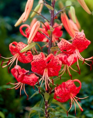 Lilium, Lily Red Tiger