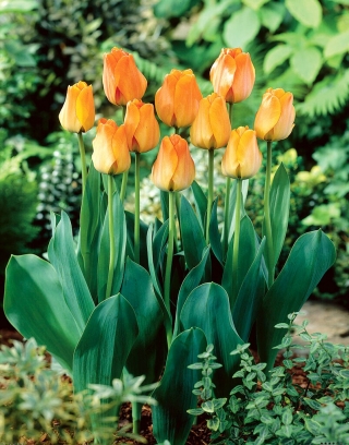 Tulipaner Daydream - pakke med 5 stk - Tulipa Daydream