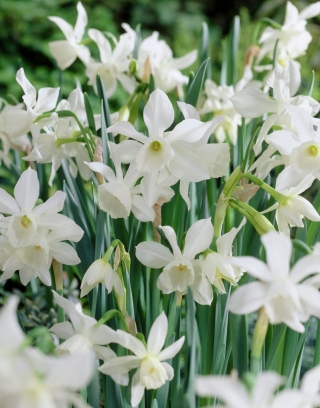 Narcissus Thalia - Narciso Thalia - XXXL conf. 250 pz