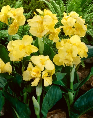 Canna lily - Futuridade amarela