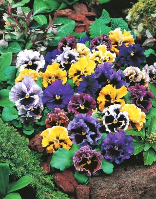 Pansy semințe amestecate Rococo - Viola × wittrockiana - Viola x wittrockiana 