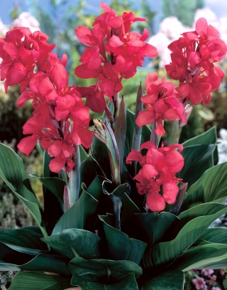 Crimson Beauty canna lily - XL förpackning - 50 st