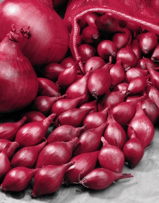 Cebolas para plantar - Wenta - vermelhas - 0,25 kg