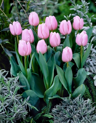 Tulipán - Light Pink - 5 květinových cibulek