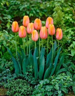 Tulipa - Dordogne - 5 peças