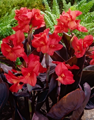 Canna lily 'Red Futurity'