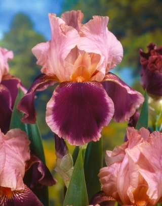 Giaggiolo, Iris germanica „Wine and Roses” - Confezione grande - 10 unità