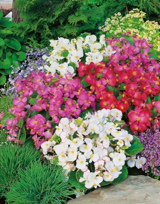 Begónia vždykvitnúca - trpasličia, stále kvitnúca - zmiešané farby (Begonia semperflorens)