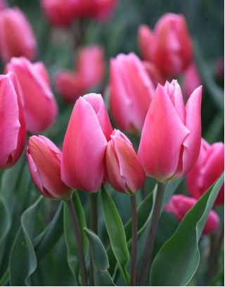 Tulipa 행복한 가족 - 튤립 행복한 가족 - 5 알뿌리 - Tulipa Happy Family
