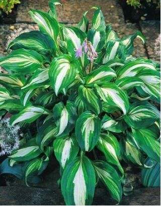 Hosta, Plantain Lily Mediovariegata - βολβός / κόνδυλος / ρίζα