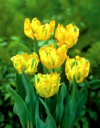 Tulpes Texas Gold - 5 gab. Iepakojums - Tulipa Texas Gold