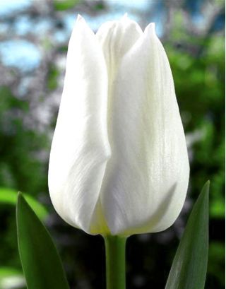 Tulipa White Dream - Тюльпан-білий сон - 5 цибулин
