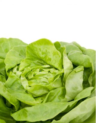 Salată verde "Ewelina" - cu frunze netede și gustoase - 1000 de semințe - Lactuca sativa L. var. Capitata
