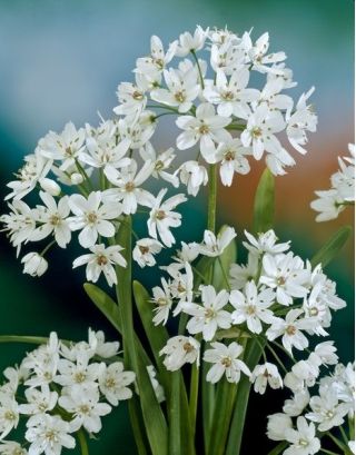 Dekoratív fokhagyma - Cowanii - Allium Cowanii