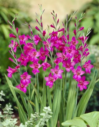 Gladiolus Byzantinus - 10 květinové cibule