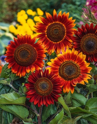 Floarea-soarelui ornamentala "Soarele de seara" - rosu-maro - 50 de seminte - Helianthus annuus - semințe