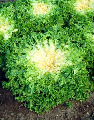 끝없는 "Myrna" - Cichorium endivia - 씨앗