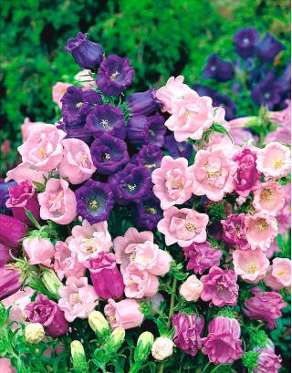 Loceng Canterbury - pelbagai bunga berbunga; bunga bel - 400 biji - Campanula medium - benih